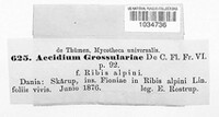 Puccinia caricina image